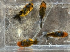 画像1: 墨錦 （深見養魚場産） ±6cm (1)