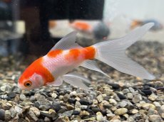 画像2: コメット（東川養魚場産）±6cm (2)