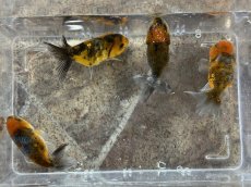 画像3: 墨錦 （深見養魚場産） ±6cm (3)