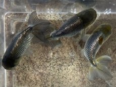画像1: 青らんちゅう （深見養魚場産） ±10cm (1)