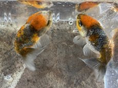 画像4: 墨錦 （深見養魚場産） ±6cm (4)