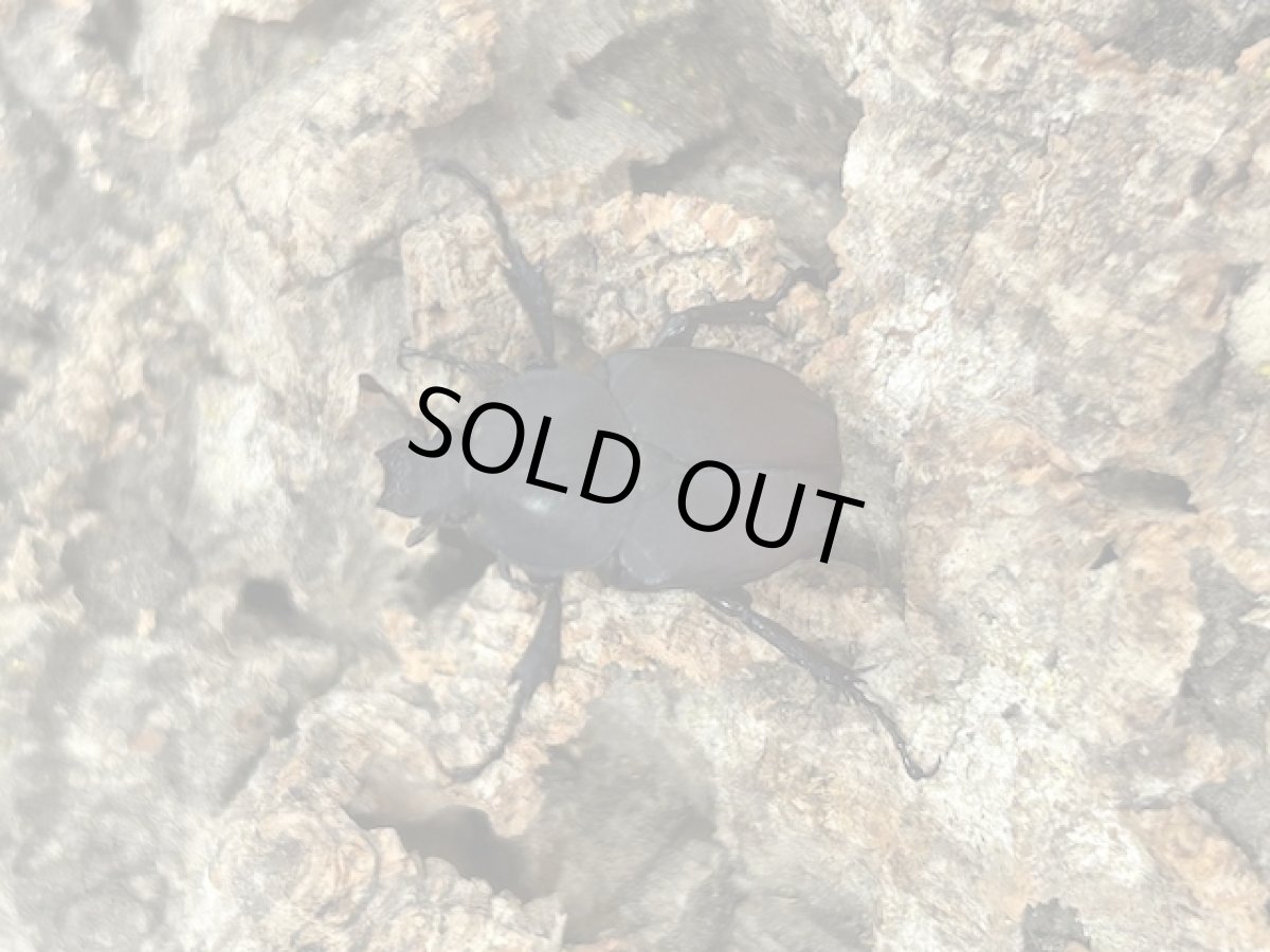 画像2: チョウセンツノハナムグリ　韓国慶尚南道巨濟島産 ペア（累代WD♂Free mm  ♀Free mm ） (2)