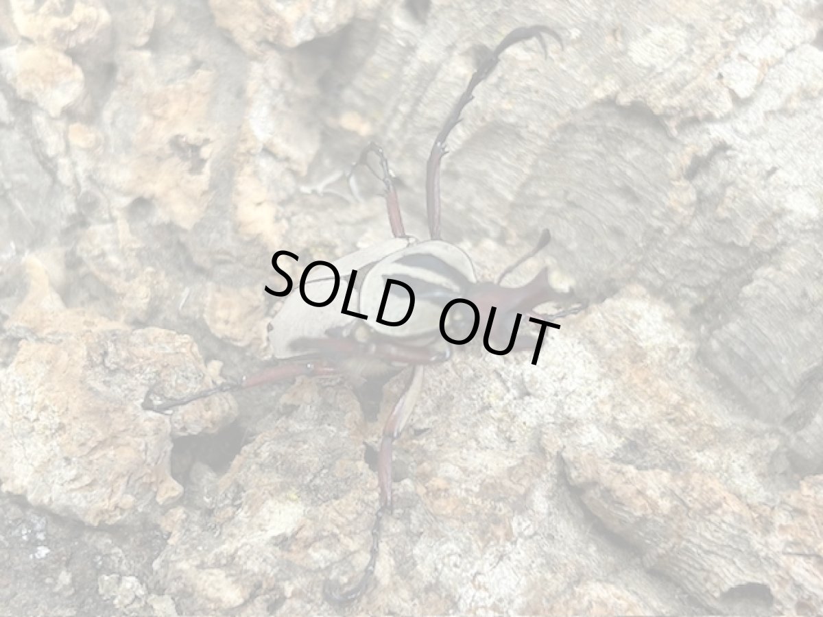 画像3: チョウセンツノハナムグリ　韓国慶尚南道巨濟島産 ペア（累代WD♂Free mm  ♀Free mm ） (3)