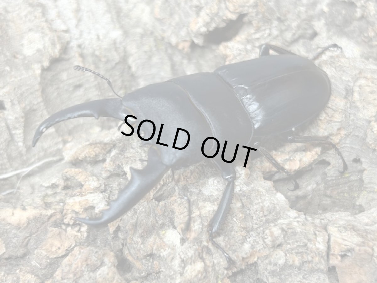 画像3: 本土ヒラタクワガタ　奈良県生駒郡産　ペア（累代WD♂56ｍｍ ♀31mm ） (3)