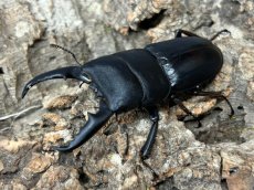 画像3: 本土ヒラタクワガタ　奈良県生駒郡産　ペア（累代WD♂56ｍｍ ♀31mm ） (3)