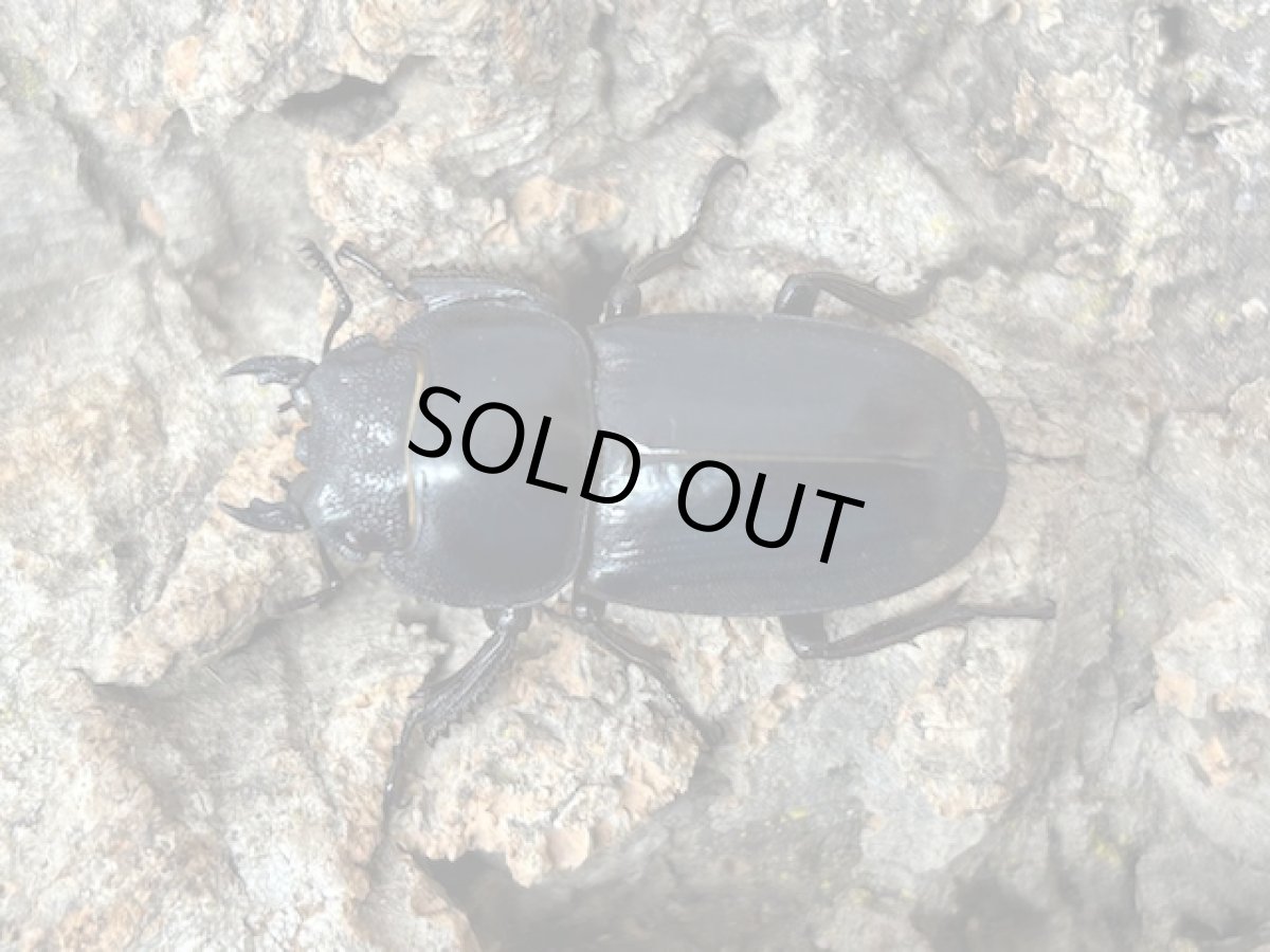 画像2: 本土ヒラタクワガタ　奈良県生駒郡産　ペア（累代WD♂56ｍｍ ♀31mm ） (2)