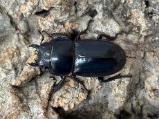 画像2: 本土ヒラタクワガタ　奈良県生駒郡産　ペア（累代WD♂56ｍｍ ♀31mm ） (2)