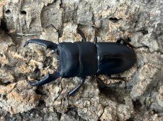 画像1: 本土ヒラタクワガタ　奈良県生駒郡産　ペア（累代WD♂56ｍｍ ♀31mm ） (1)