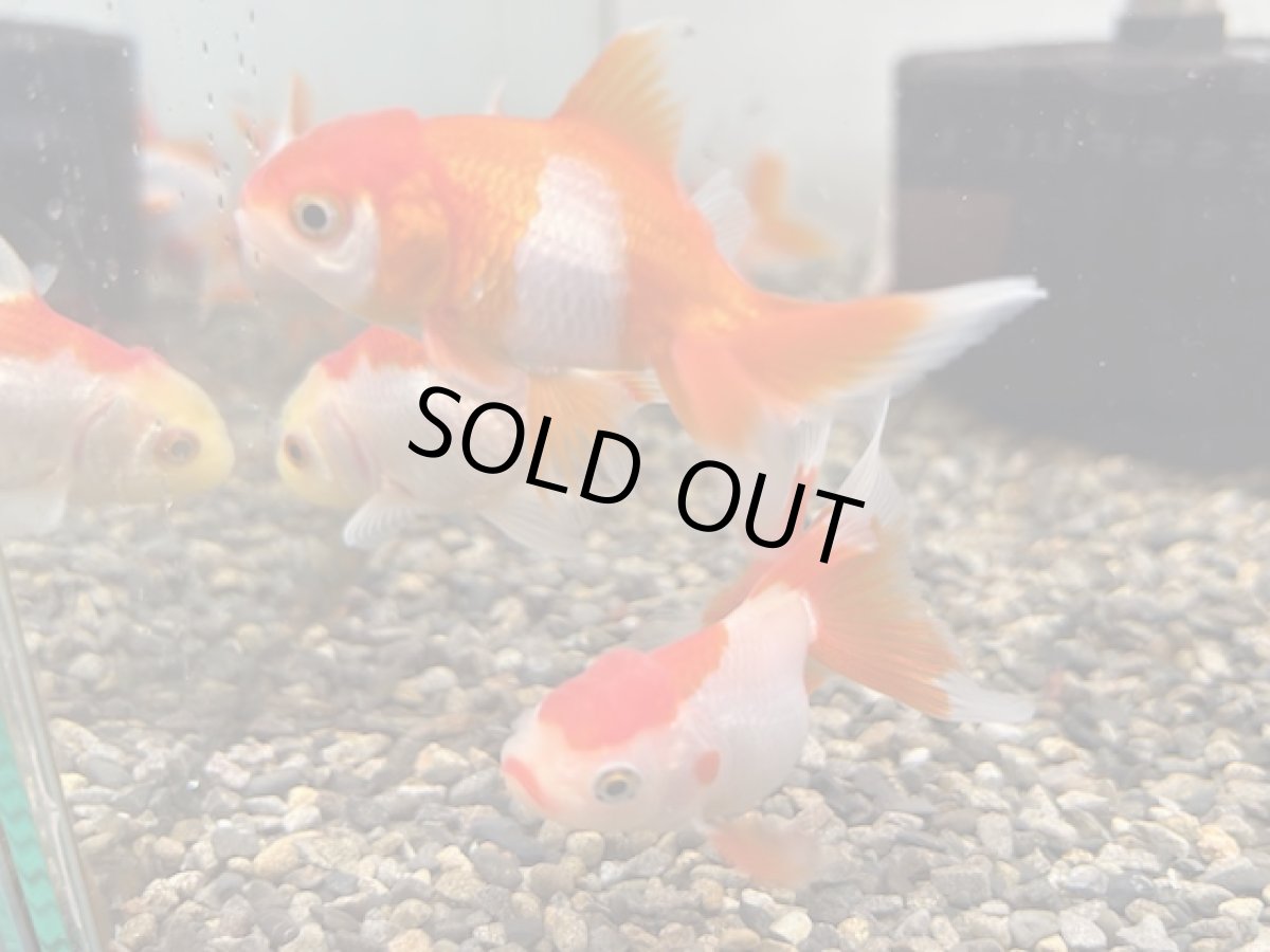 画像2: 更紗オランダ（飯田産）±5cm (2)