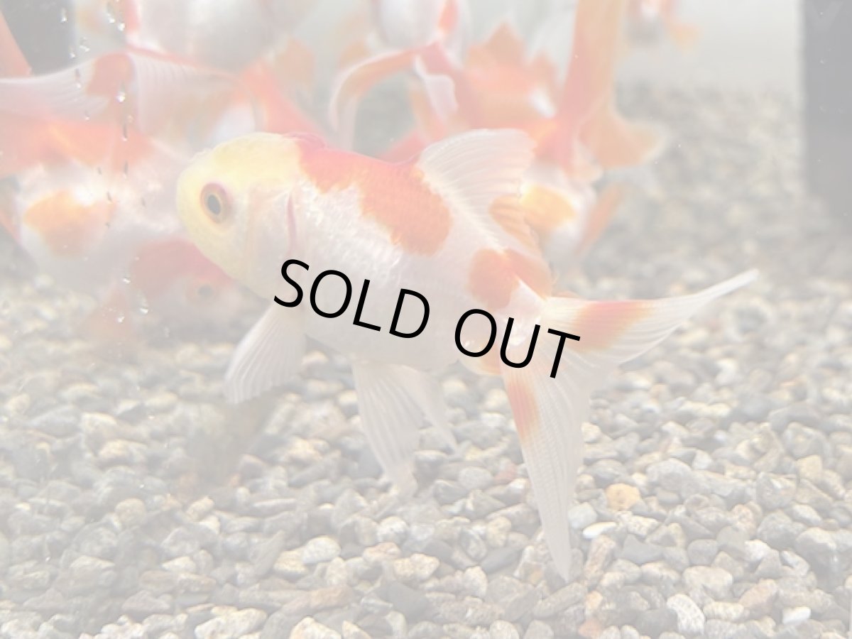 画像1: 更紗オランダ（飯田産）±5cm (1)