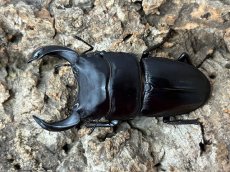 画像1: 国産オオクワガタ　CBペア（累代CB♂71mm   ♀42mm  2025/5月羽化） (1)
