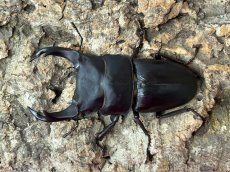 画像1: 国産オオクワガタ　CBペア（累代CB♂75mm   ♀45mm  2025/5月羽化） (1)
