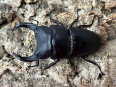 画像1: 国産オオクワガタ　CBペア（累代CB♂74mm   ♀42mm  2025/5月羽化） (1)