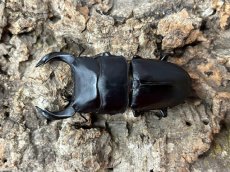 画像1: 国産オオクワガタ　CBペア（累代CB♂70mm   ♀40mm  2025/5月羽化） (1)