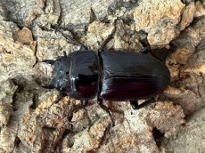 画像2: 国産オオクワガタ　CBペア（累代CB♂71mm   ♀42mm  2025/5月羽化） (2)