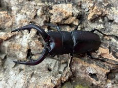 画像1: 本土ノコギリクワガタ  奈良県生駒郡産ペア  （累代WD ♂63 mm　♀Free mm） (1)