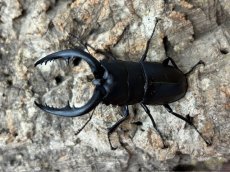 画像1: 本土ノコギリクワガタ  奈良県生駒郡産ペア  （累代WD ♂56mm　♀Free mm） (1)