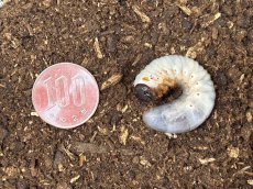 画像2: アトラスオオカブト幼虫　スマトラ島リアウ産（累代WF1 2025年6月割出し） (2)