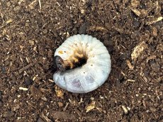 画像1: アトラスオオカブト幼虫　スマトラ島リアウ産（累代WF1 2025年6月割出し） (1)
