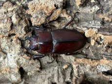 画像2: トカラノコギリ　トカラ列島諏訪之瀬産 ペア+♀1（累代CBF2♂52mm 2025/6月羽化 ♀Free mm 2025/6月羽化） (2)
