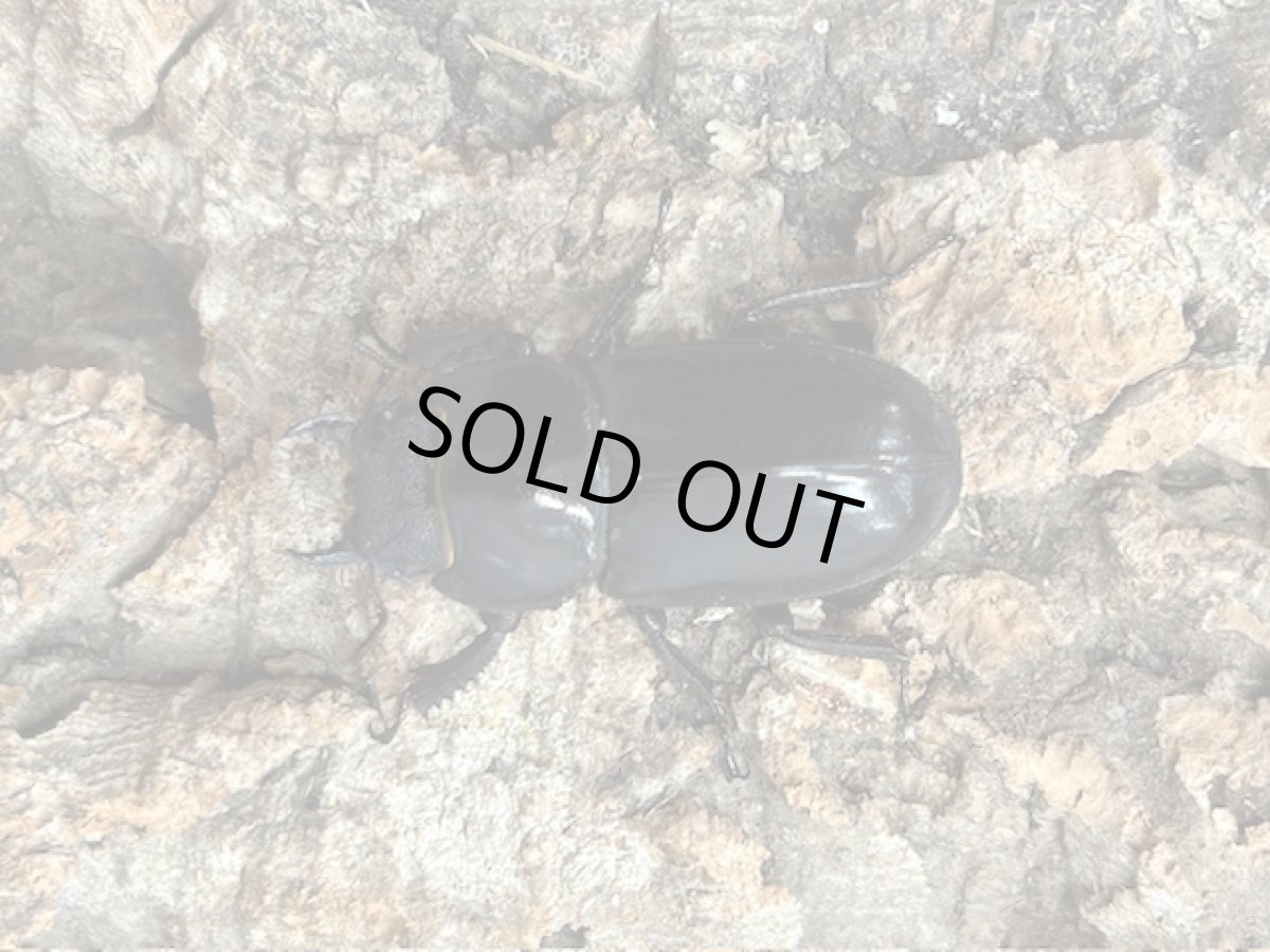 画像2: チョウセンヒラタ　対馬市厳原町産 ペア（累代CB♂49mm 2025/5月羽化 ♀Free mm 2025/5月羽化） (2)