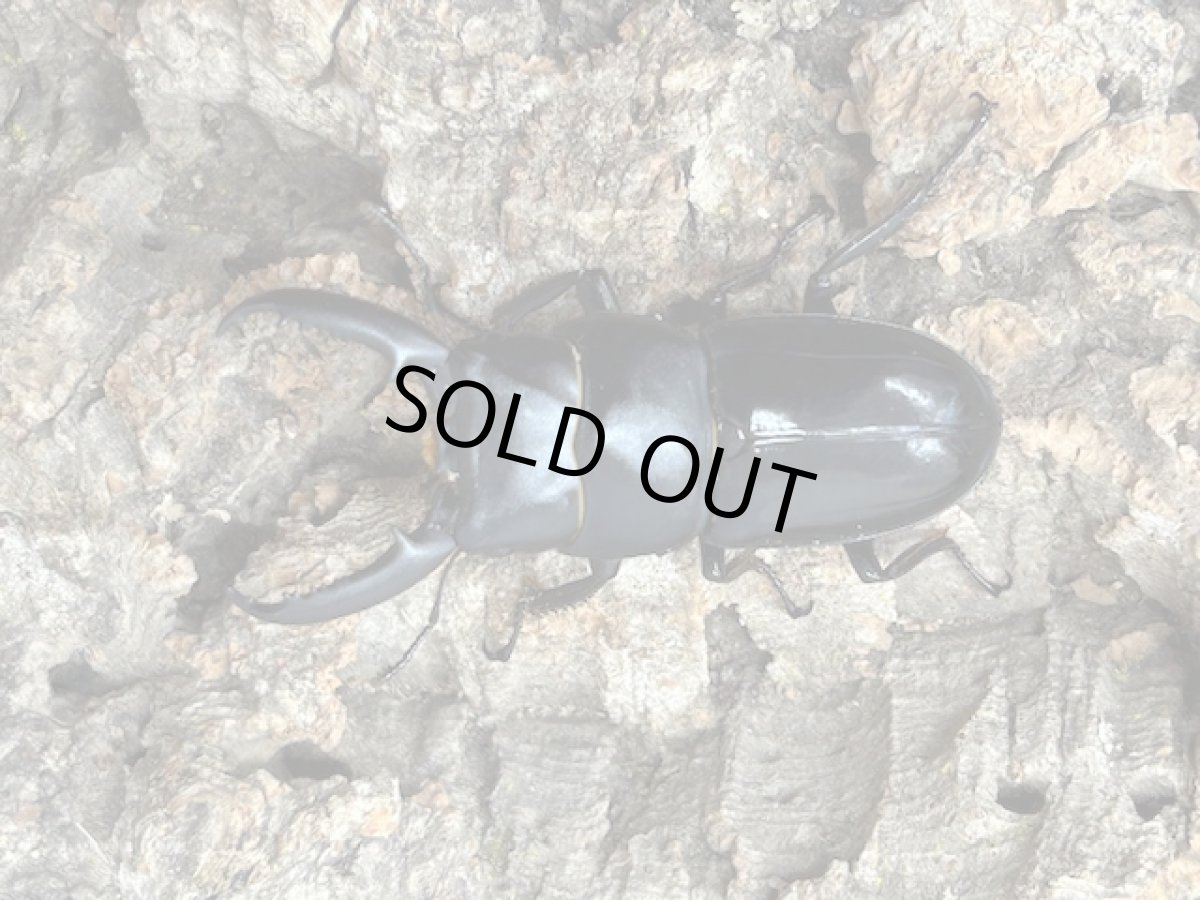 画像1: チョウセンヒラタ　対馬市厳原町産 ペア（累代CB♂49mm 2025/5月羽化 ♀Free mm 2025/5月羽化） (1)