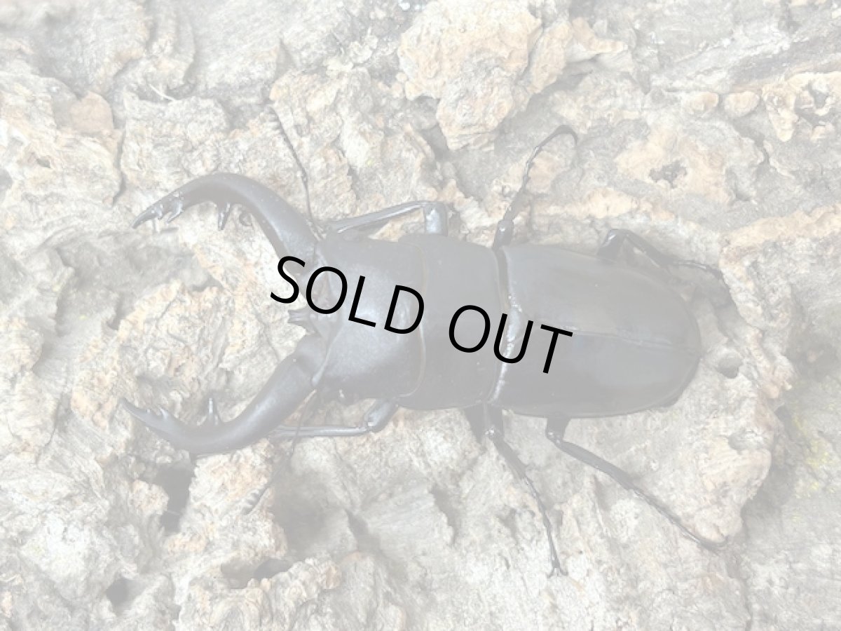 画像1: アマミノコギリクワガタ　奄美大島笠利町産　ペア（累代WD♂65mｍ ♀Free mm ） (1)