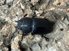 画像2: アマミノコギリクワガタ　奄美大島笠利町産　ペア（累代WD♂64mｍ ♀Free mm ） (2)