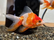 画像2: 更紗琉金（東川養魚場産）±6cm (2)