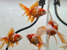 画像3: 更紗琉金（東川養魚場産）±6cm (3)