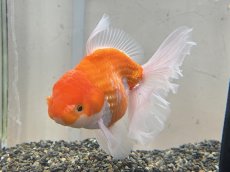 画像2: ローズテールオランダ LL（インドネシア産）  ±14cm (2)