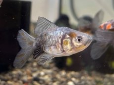 画像3: ドラゴンスケール琉金（吉野養魚場産）±4cm (3)