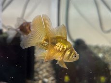 画像2: ドラゴンスケール琉金（吉野養魚場産）±4cm (2)