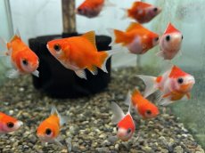 画像2: 福ダルマ（東川養魚場産）±4cm (2)