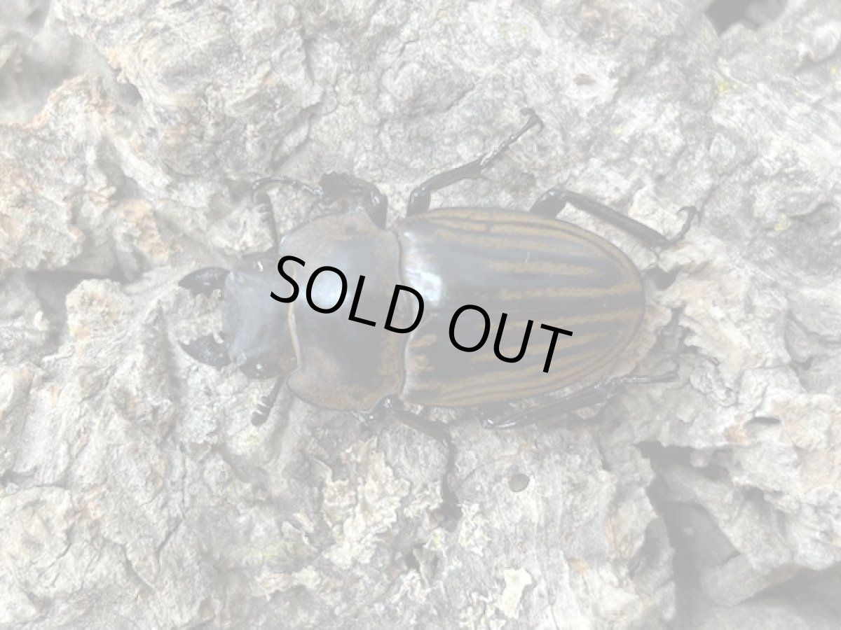 画像2: ストリアータツヤクワガタ　スマトラ島ベンクール Rejang Lebong産 ペア（累代WD♂38mm   ♀Free mm ） (2)