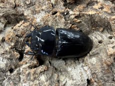 画像2: 国産オオクワガタ 兵庫県阿古谷産 ペア ※♂顎ズレ（累代CB ♂55mm 2025/6 ♀Freemm 2025/6） (2)