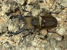 画像1: ミヤマクワガタ 北海道産　♂♀♀トリオ （累代WD ♂68 mm　♀Free mm） (1)