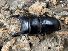 画像1: 国産オオクワガタ 兵庫県阿古谷産 ペア ※♂顎ズレ（累代CB ♂55mm 2025/6 ♀Freemm 2025/6） (1)