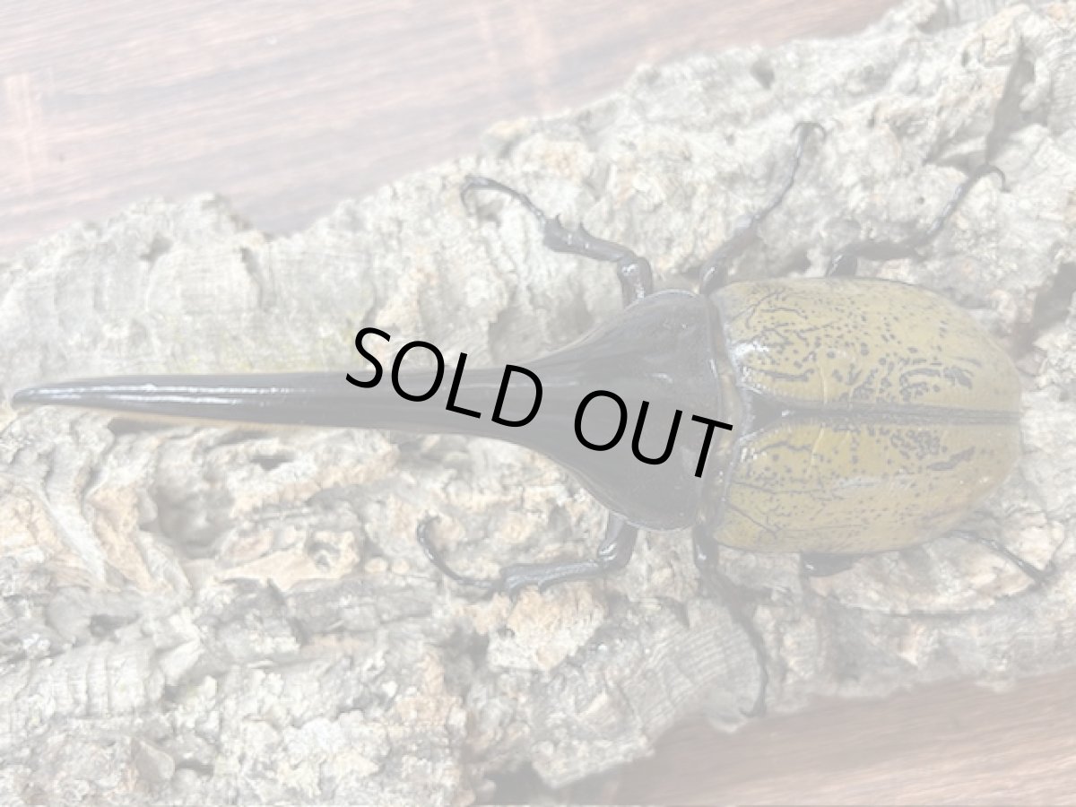 画像1: DH.ヘラクレス　グアドループ産　ペア（累代CB♂142mm 2025/7月 ♀Free mm 2025/7月羽化) (1)