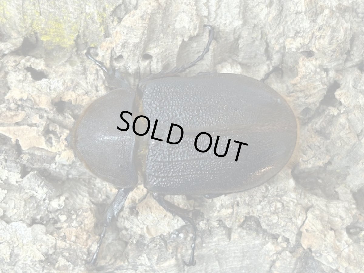 画像3: DH.ヘラクレス　グアドループ産　Bペア ※胸角曲がり・♀左後脚欠損（累代CB♂108mm 2025/6月 ♀Free mm 2025/6月羽化) (3)