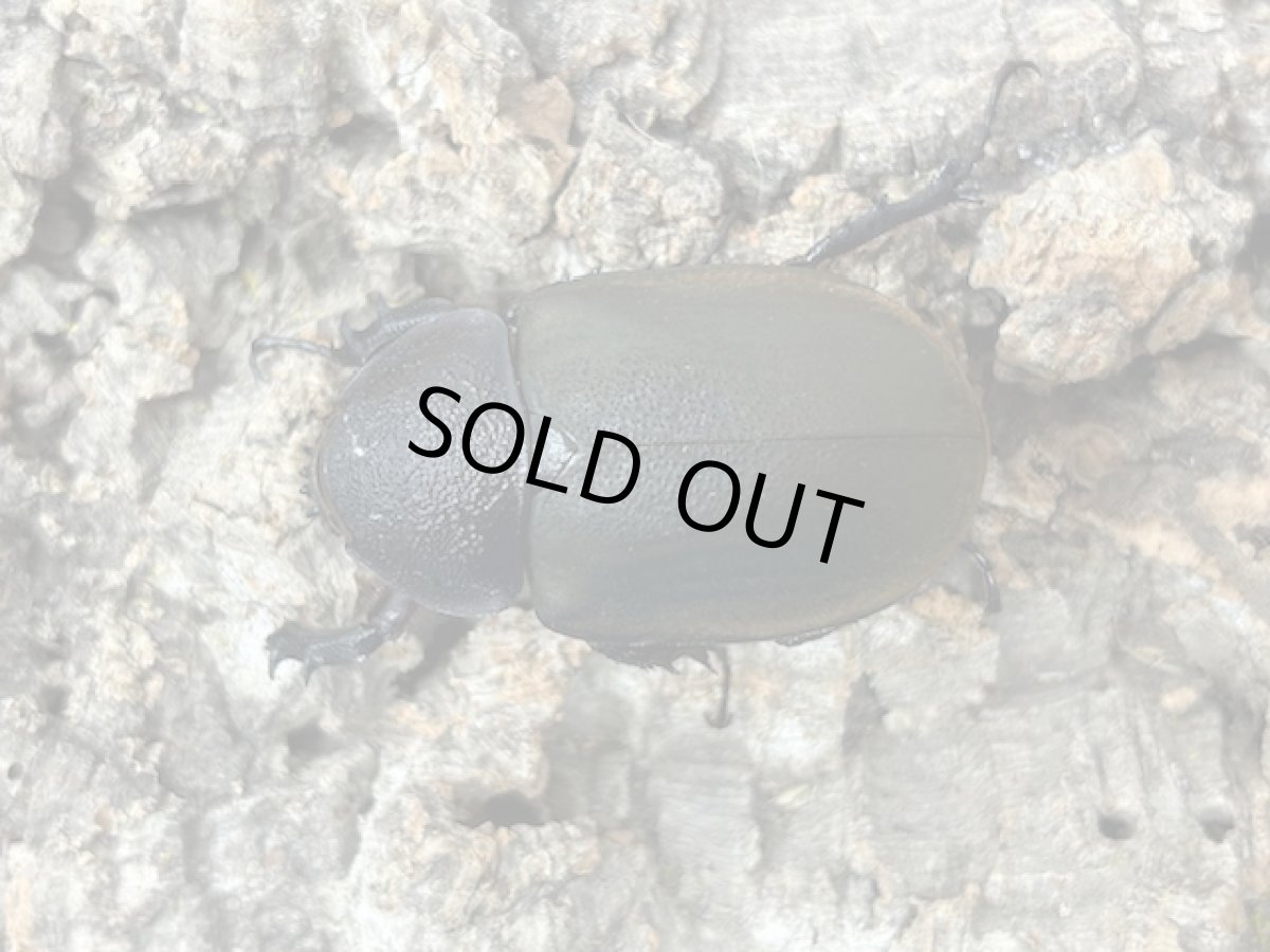 画像2: アトラスオオカブト(原名亜種) インドネシア スラウェシ島パロロ・パル産 ペア ※♀左前脚フセツ取れ（累代WD♂80mm ♀Free ｍｍ） (2)