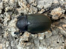 画像2: アトラスオオカブト(原名亜種) インドネシア スラウェシ島パロロ・パル産 ペア ※♀左前脚フセツ取れ（累代WD♂80mm ♀Free ｍｍ） (2)
