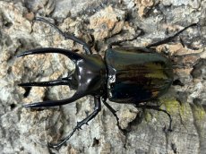 画像1: アトラスオオカブト(原名亜種) インドネシア スラウェシ島パロロ・パル産 ペア ※♀左前脚フセツ取れ（累代WD♂80mm ♀Free ｍｍ） (1)