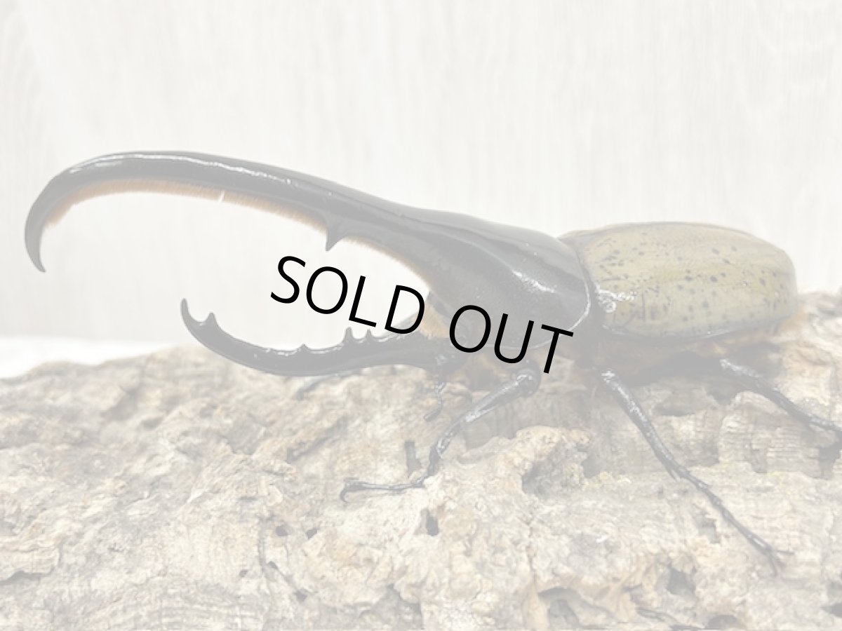 画像2: DH.ヘラクレス　グアドループ産　Bペア ※胸角曲がり（累代CB♂145mm 2025/6月 ♀Free mm 2025/6月羽化) (2)