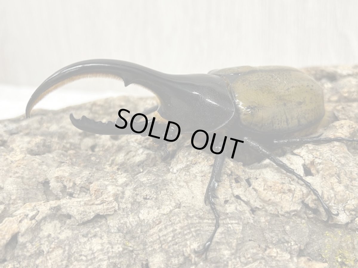 画像2: DH.ヘラクレス　グアドループ産　Bペア ※胸角曲がり・♀左後脚欠損（累代CB♂108mm 2025/6月 ♀Free mm 2025/6月羽化) (2)