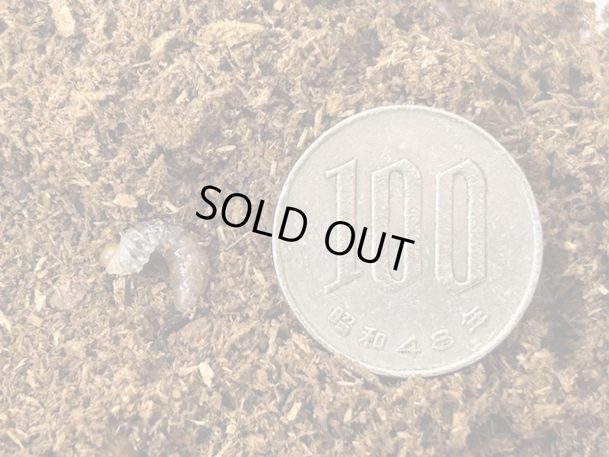 画像2: ディディエールシカクワガタ  幼虫  マレーシア ゲティンハイランド産（累代CB　2025/8月割出し） (2)