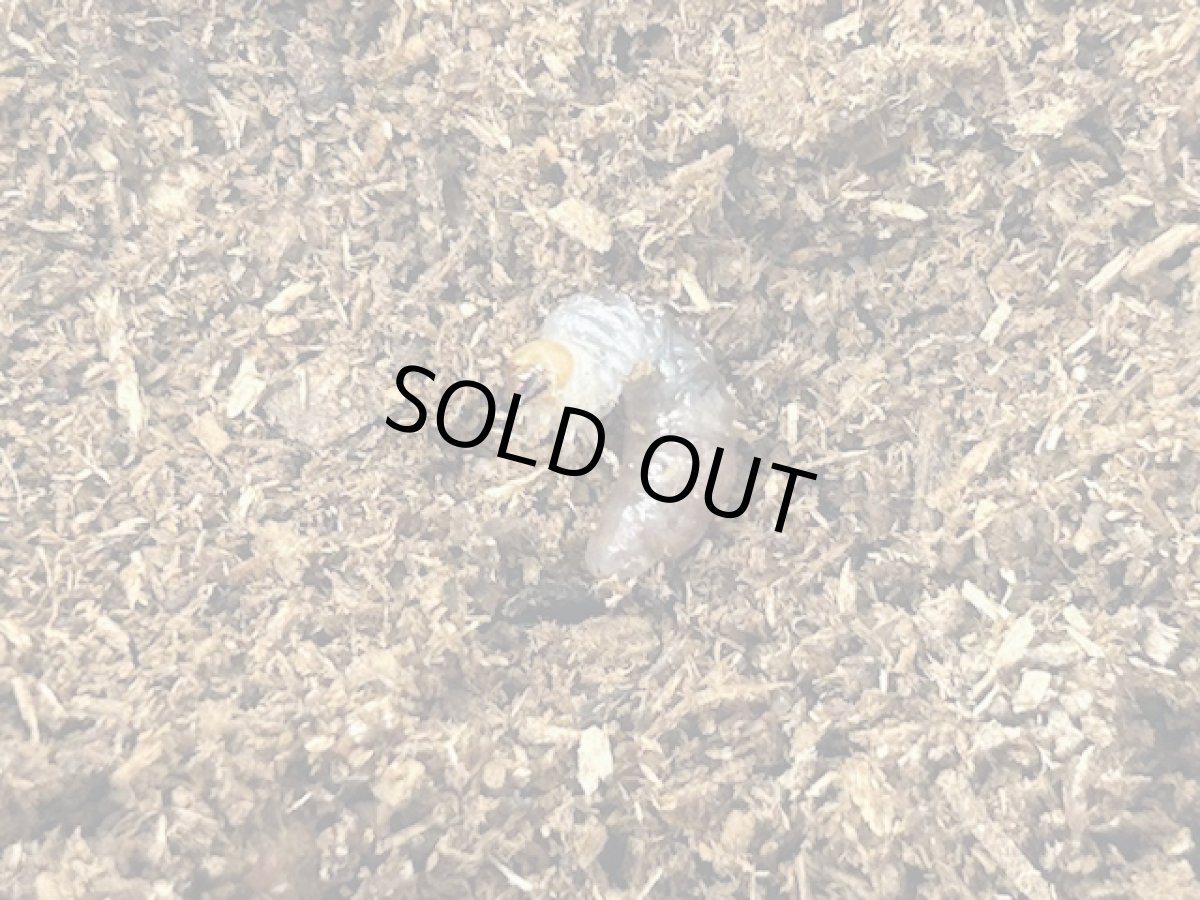 画像1: ディディエールシカクワガタ  幼虫  マレーシア ゲティンハイランド産（累代CB　2025/8月割出し） (1)