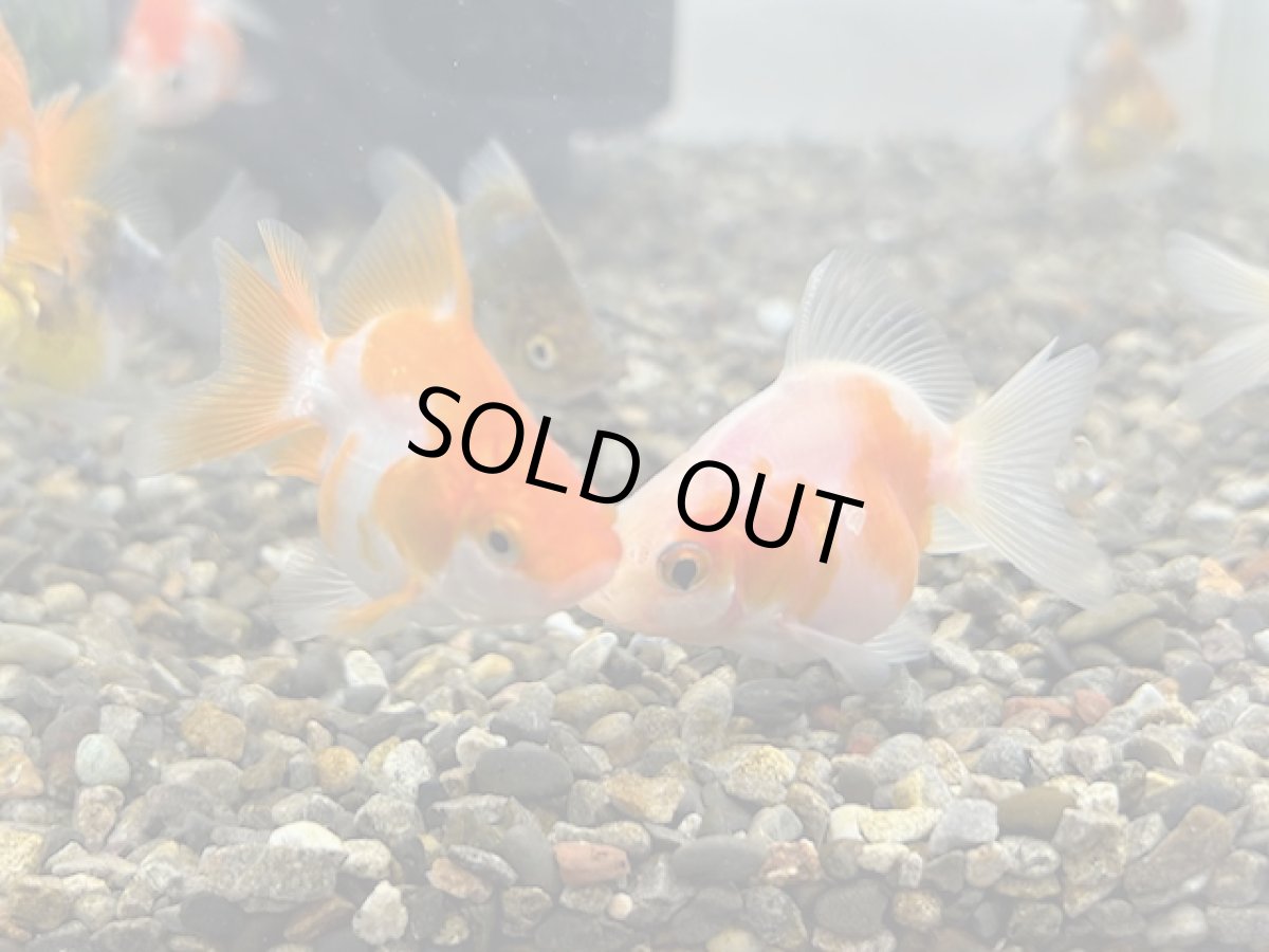 画像1: ショートテール琉金（東川養魚場産）±4cm (1)