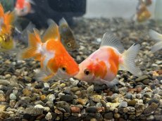 画像1: ショートテール琉金（東川養魚場産）±4cm (1)