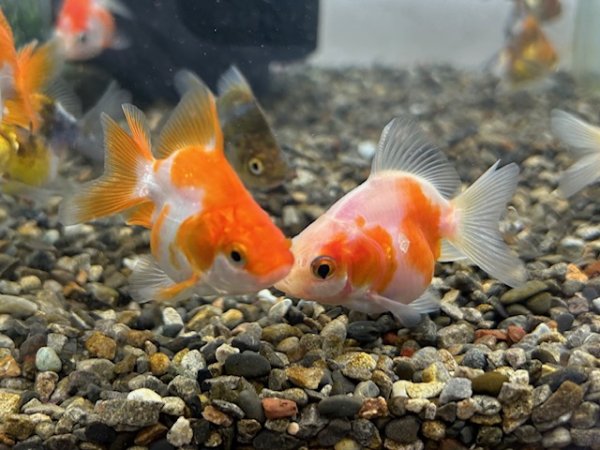 ショートテール琉金（東川養魚場産）±4cm - ペットショップCOLORS